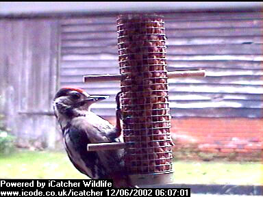 Picture of a great spotted woodpecker, taken with the iCatcher Digital CCTV software