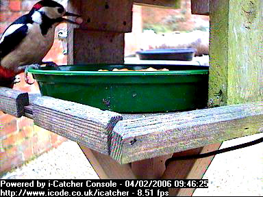 Picture of a great spotted woodpecker, taken with the iCatcher Digital CCTV software