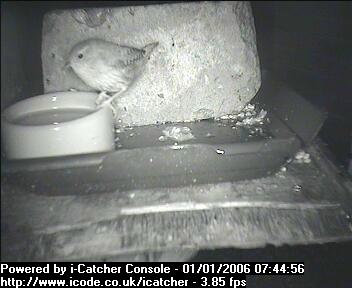 Picture of a wren, taken with the iCatcher Digital CCTV software