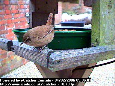 Picture of a wren, taken with the iCatcher Digital CCTV software