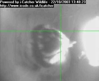 Bird Box invaded by another Blue Tit - captured by i-Catcher Video Software