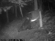 Investigating Bear