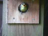 Fledging Blue Tits