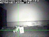 Mouse steals mousetrap