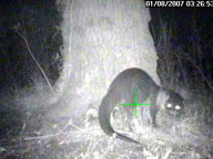 Otter Sighting