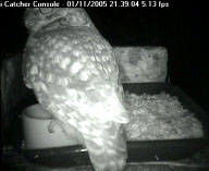 Little Owl visits our bird table - captured by i-Catcher Video Software