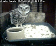 Owl Visit 2