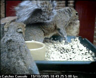 Squirrel Fight