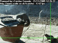 Squirrel Fight 2