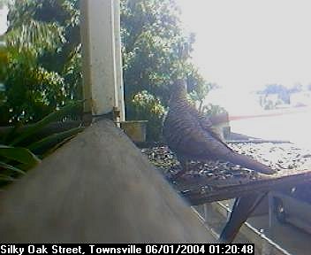 Picture of an australian sparrow, taken with the iCatcher Digital CCTV software