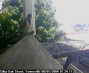 Picture of a honey eater, taken with the iCatcher Digital CCTV software