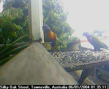 Picture of a lorikeet, taken with the iCatcher Digital CCTV software