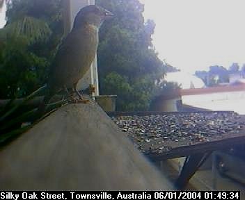 Picture of an australian sparrow, taken with the iCatcher Digital CCTV software