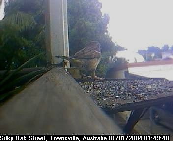 Picture of an australian sparrow, taken with the iCatcher Digital CCTV software