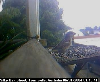 Picture of an australian sparrow, taken with the iCatcher Digital CCTV software