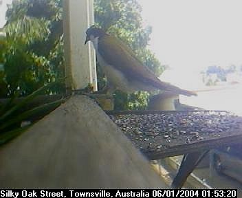 Picture of a honey eater, taken with the iCatcher Digital CCTV software