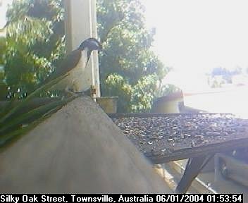 Picture of a honey eater, taken with the iCatcher Digital CCTV software