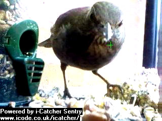 Picture of a blackbird, taken with the iCatcher Digital CCTV software