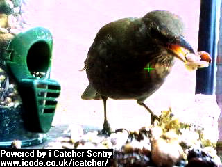 Picture of a blackbird, taken with the iCatcher Digital CCTV software