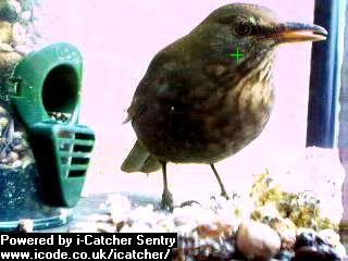 Picture of a blackbird, taken with the iCatcher Digital CCTV software