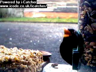 Picture of a blackbird, taken with the iCatcher Digital CCTV software