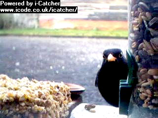 Picture of a blackbird, taken with the iCatcher Digital CCTV software