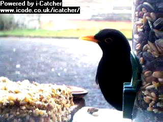 Picture of a blackbird, taken with the iCatcher Digital CCTV software