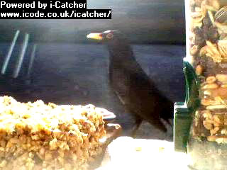 Picture of a blackbird, taken with the iCatcher Digital CCTV software