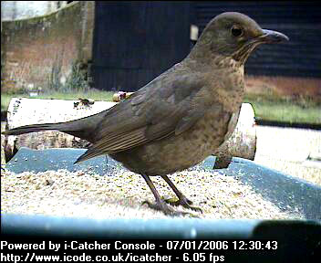 Picture of a blackbird, taken with the iCatcher Digital CCTV software