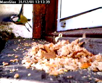 Picture of a blue tit, taken with the iCatcher Digital CCTV software