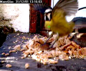 Picture of a blue tit, taken with the iCatcher Digital CCTV software