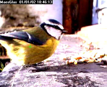 Picture of a blue tit, taken with the iCatcher Digital CCTV software