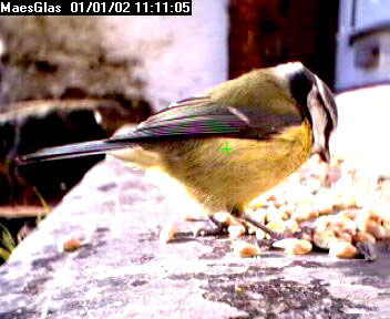 Picture of a blue tit, taken with the iCatcher Digital CCTV software