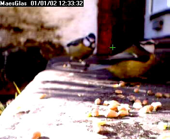 Picture of a blue tit, taken with the iCatcher Digital CCTV software