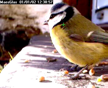 Picture of a blue tit, taken with the iCatcher Digital CCTV software