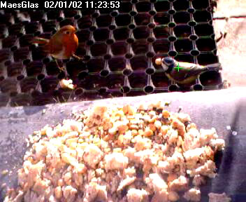 Picture of a blue tit, taken with the iCatcher Digital CCTV software