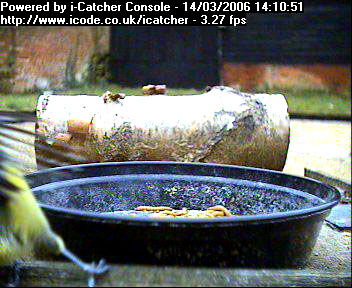 Picture of a blue tit, taken with the iCatcher Digital CCTV software