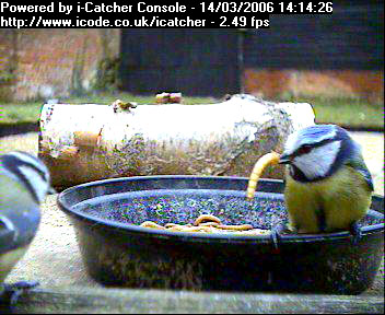 Picture of a blue tit, taken with the iCatcher Digital CCTV software