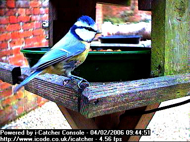 Picture of a blue tit, taken with the iCatcher Digital CCTV software