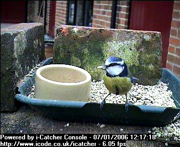 Picture of a blue tit, taken with the iCatcher Digital CCTV software