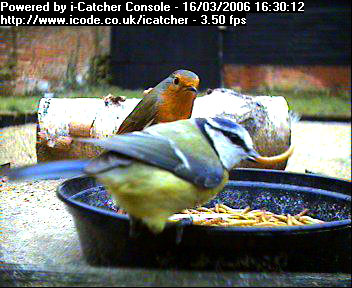 Picture of a blue tit, taken with the iCatcher Digital CCTV software