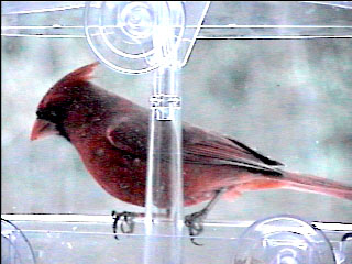 Picture of a cardinal finch, taken with the iCatcher Digital CCTV software