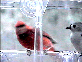 Picture of a cardinal finch, taken with the iCatcher Digital CCTV software