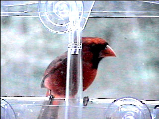 Picture of a cardinal finch, taken with the iCatcher Digital CCTV software