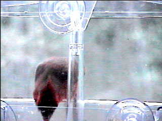 Picture of a cardinal finch, taken with the iCatcher Digital CCTV software