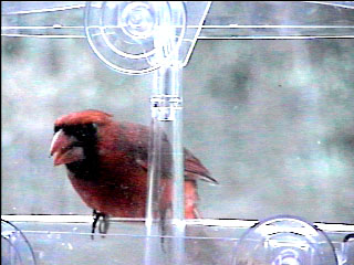 Picture of a cardinal finch, taken with the iCatcher Digital CCTV software