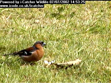 Picture of a chaffinch, taken with the iCatcher Digital CCTV software