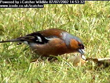 Picture of a chaffinch, taken with the iCatcher Digital CCTV software