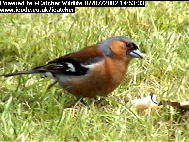 Picture of a chaffinch, taken with the iCatcher Digital CCTV software