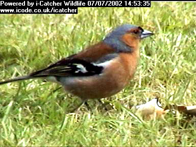 Picture of a chaffinch, taken with the iCatcher Digital CCTV software